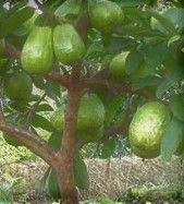 #Guava wine Producers Florida Vineyards