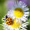 Coccinelle (3)