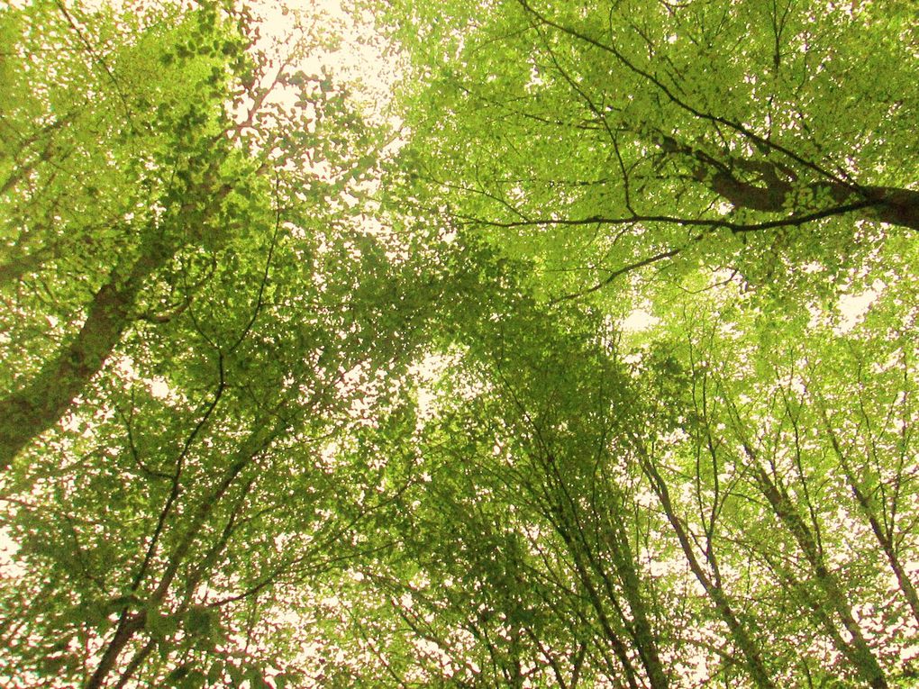 une petite balade en forêt...