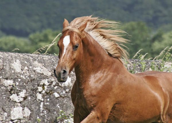 ma premi&egrave;re jument, n&eacute;e en 2001 (Mozart x Mebarka par Nichem)