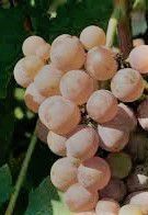 #Dolcino Producers Oregon Vineyards