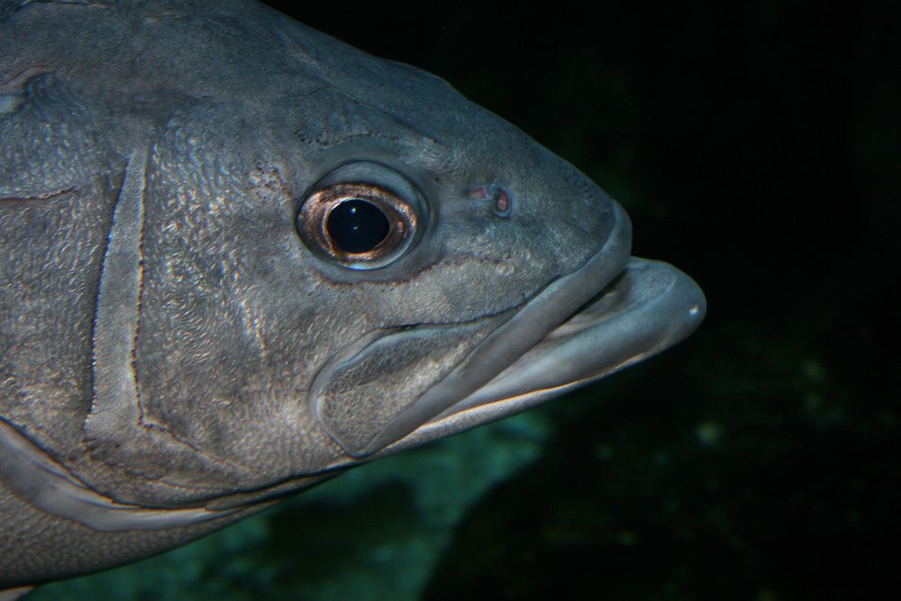 Visite de l'Océarium du Croisic Loire Atlantique