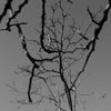 Branches mortes