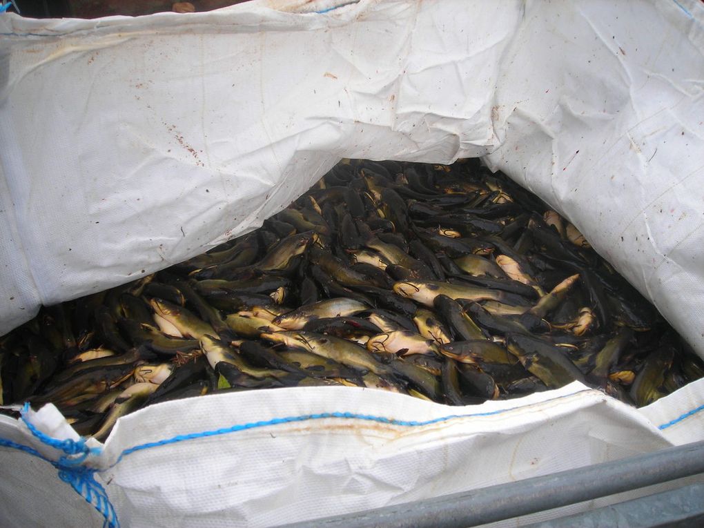Photos et classement du marathon de pêche du poisson chat