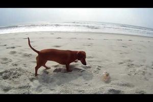 Le chien et le crabe -Madeline dachshund puppy with Crab