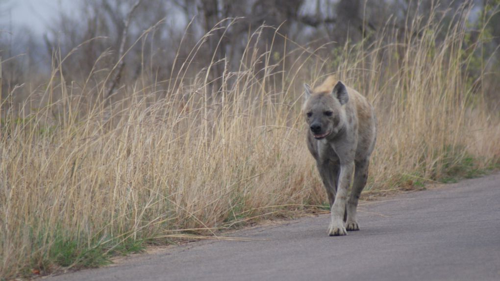 Album - Parc-Kruger