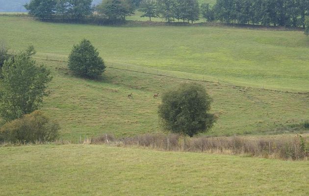 Chevreuils, un petit matin ...- Photom@rie