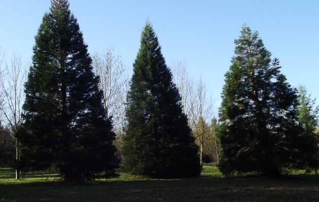 L'allée des sapins