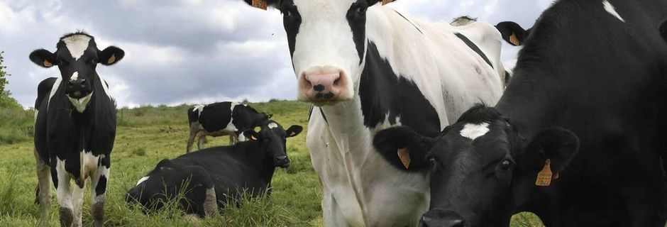 Cadavres d’animaux au sol, bêtes affamées… : un agriculteur condamné pour maltraitance à Rennes
