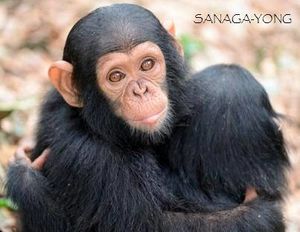 Babies chimps in safe !