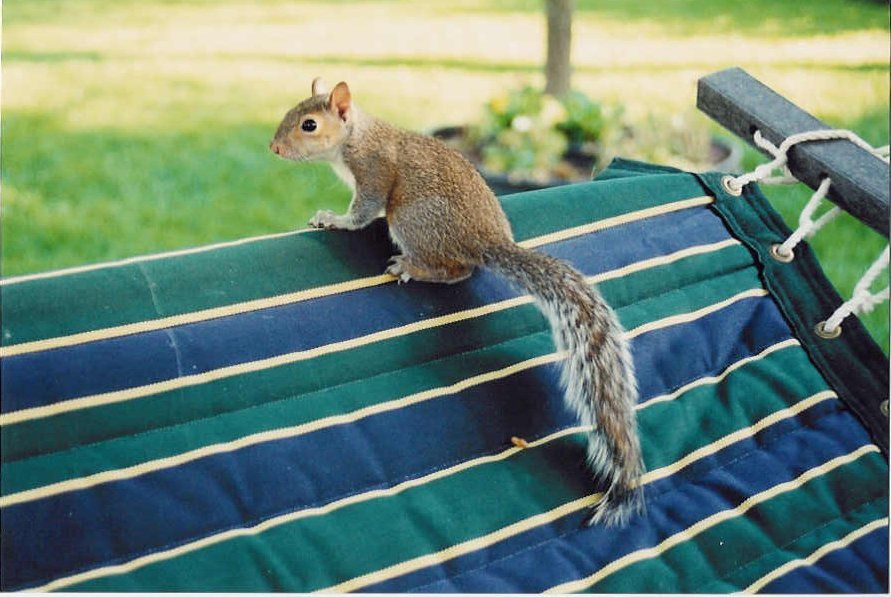 Album - Squirrel---Chipmunk