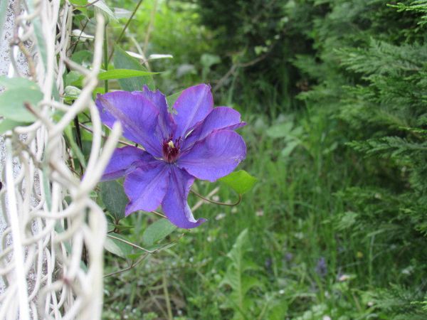 Clématite Président et clématite Multiblue dans une autre partie du jardin.