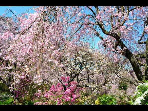 Le jardin Haradani - 原谷苑