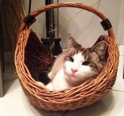 CLIC-CLAC CHEZ TORTUE