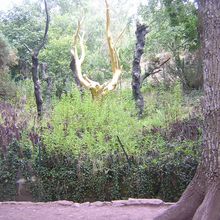 "L'ARBRE D'OR"