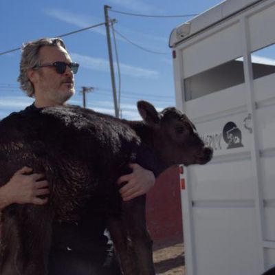 Joaquin Phoenix sauve une vache et son veau de l'abattoir