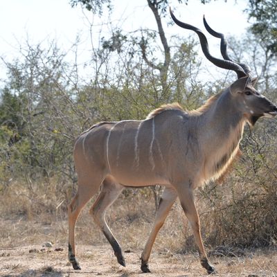 Algues vertes, l'histoire interdite / Inès LERAUD-Pierre VAN HOVE aux Ed Delcourt