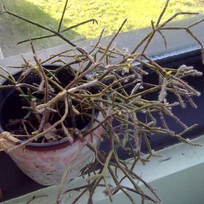 rhipsalis