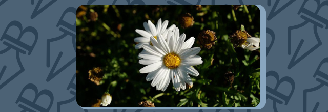 Défi photo : un florilège de blanc