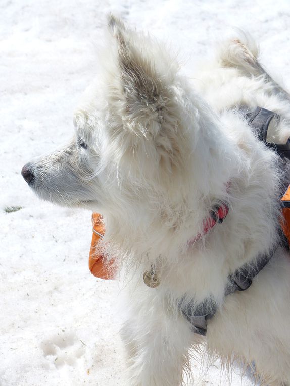 Chiens de traineaux...