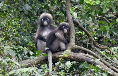 Les singes Langur au Wat Tham Nam Lod (province de Chumphon)