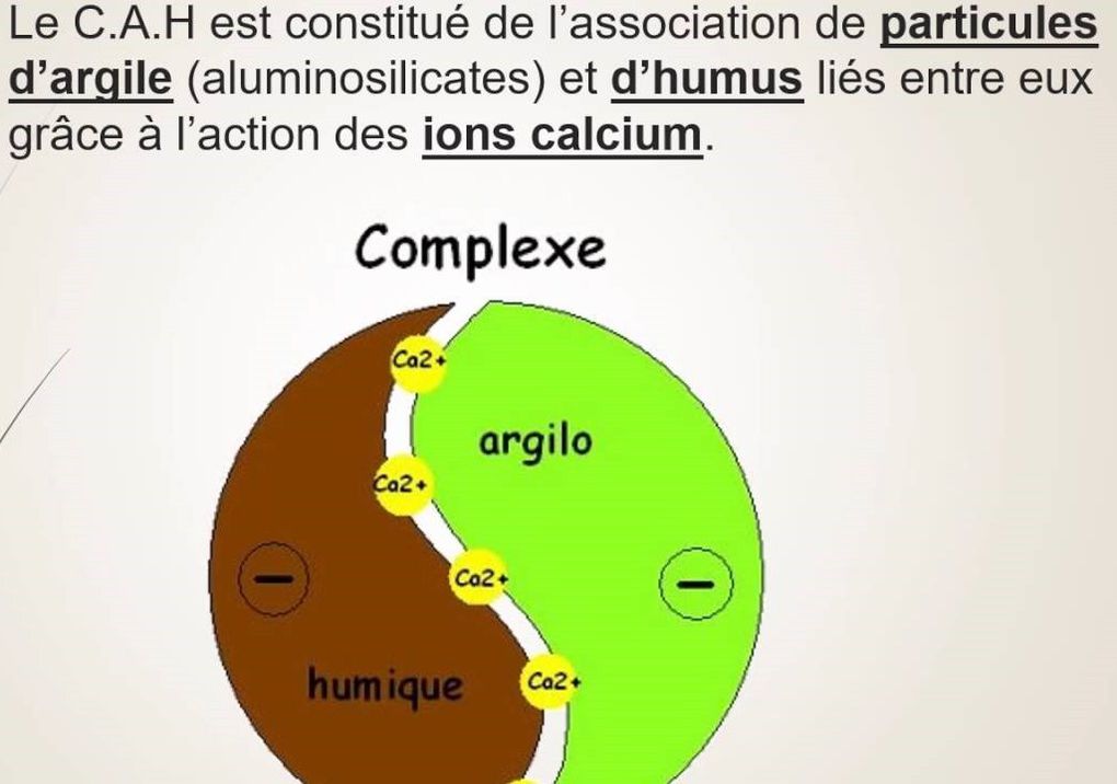 LE COMPLEXE ARGILO-HUMIQUE