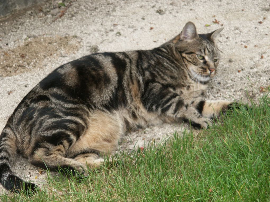 Billy a été notre compagnon pendant 15 ans.
Doux, affectueux et nos faisant la fête quand revenions d'une sortie.