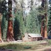 Le sequoia : un géant à l'écorce tendre