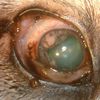 Tumeur de l'iris chez un chien