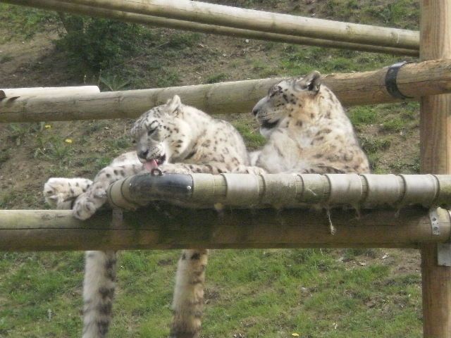 Album - ZOO ST MARTIN DE LA PLAINE