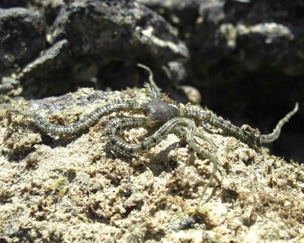 Album - Echinodermes