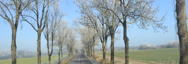 Des Arbres et des Irresponsables