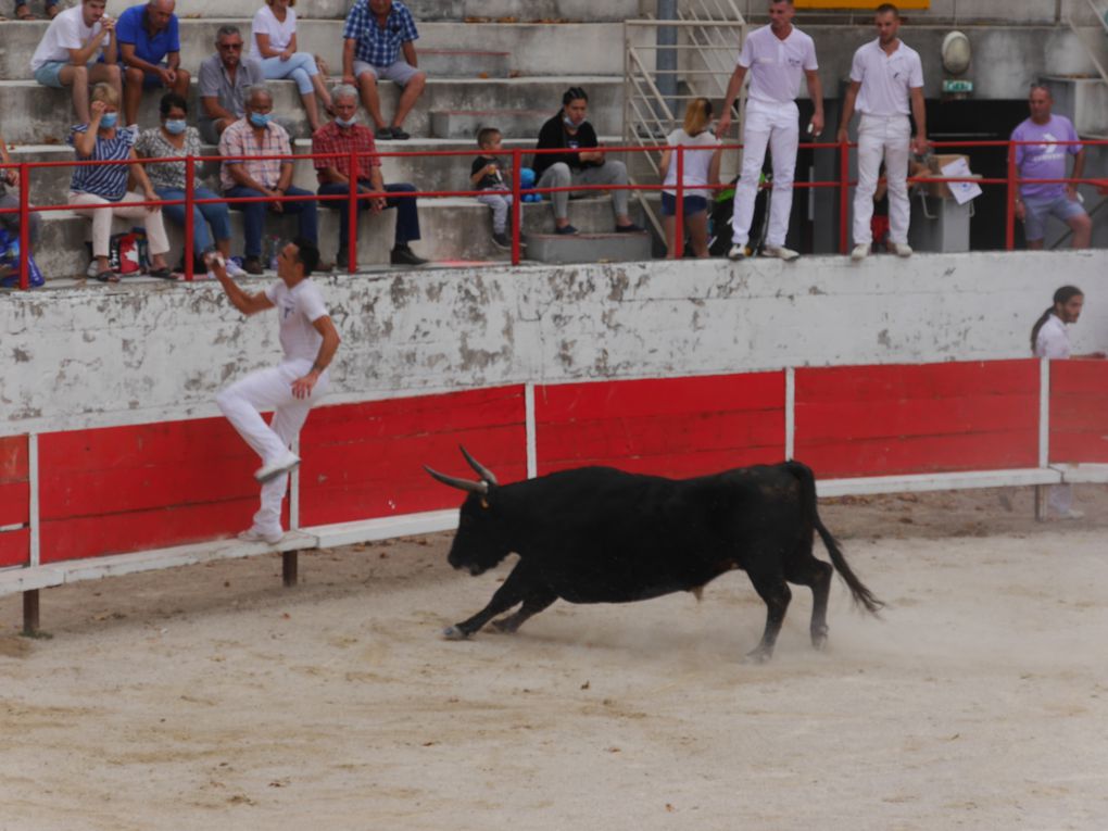 course de taureaux jeunes le 18 septembre 2020