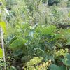 Mon jardin en permaculture au 25/07/2017