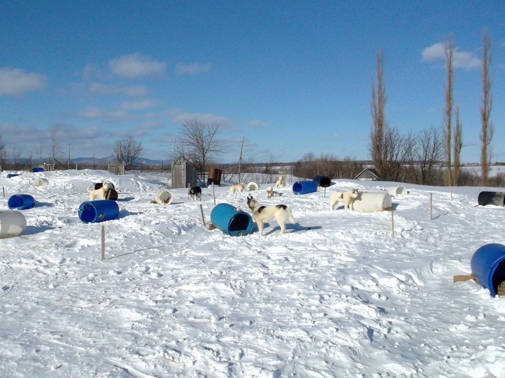 Album - Ile d'Orléans-skidoo-traineau à chiens