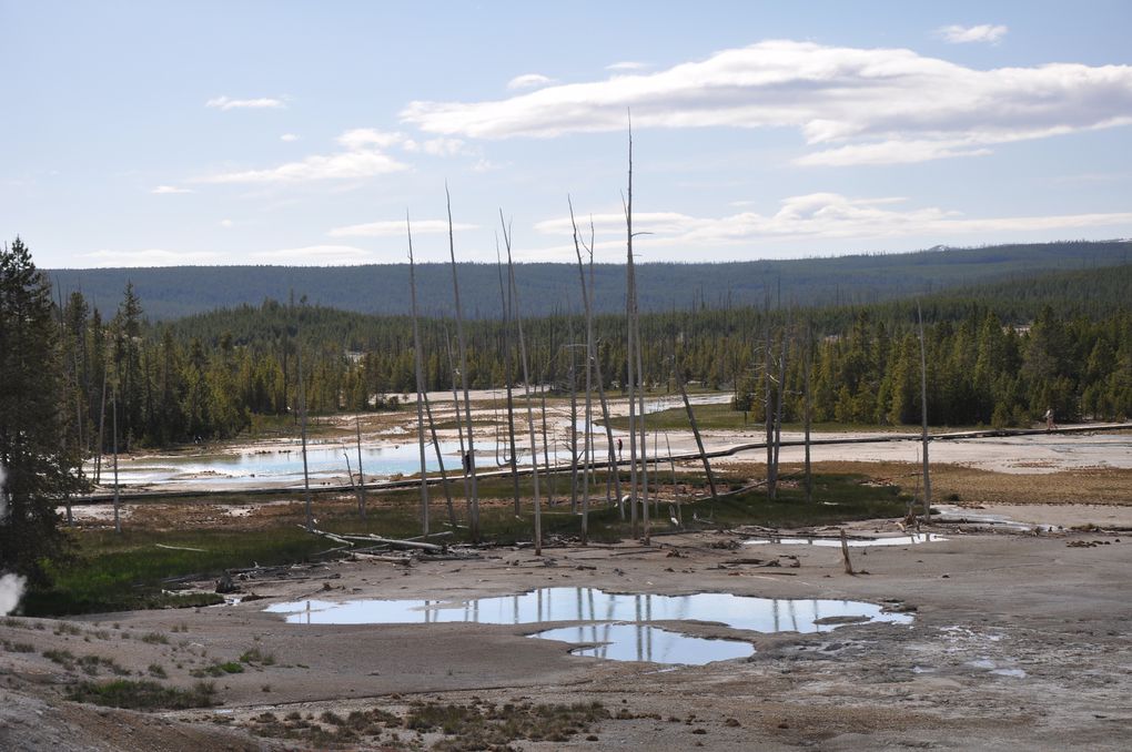 Porcelain spring and Steamboat geyser