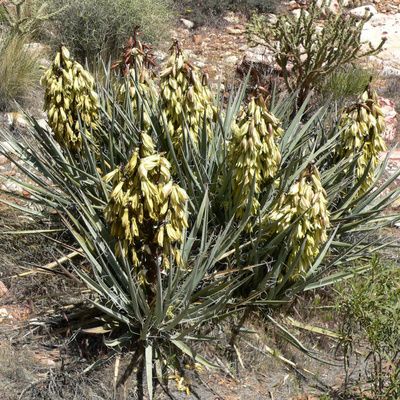 Comment planter et entretenir un Yucca baccata ?