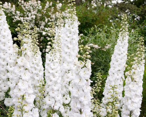 Vivace blanche longue floraison