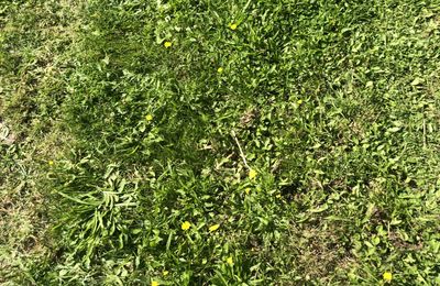 Encore quelques fleurs 