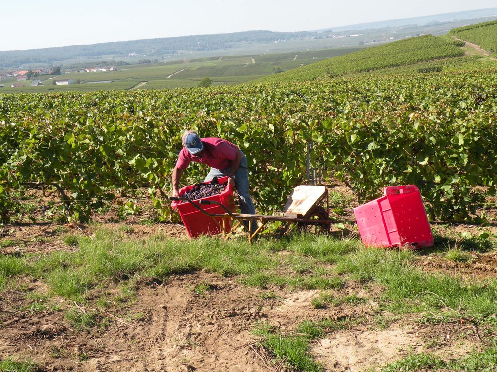 Quelques vues de ces belles vendanges 2010.