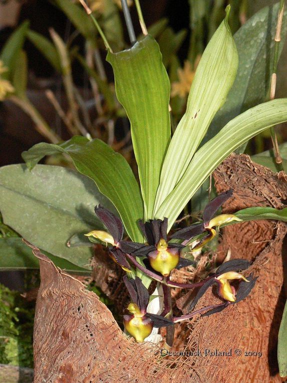 des orchidées photographiées lors de l'exposition au Bois_du_Cazier en Belgique