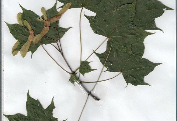 Herbier Acer capadocicum Erable de colchide :...