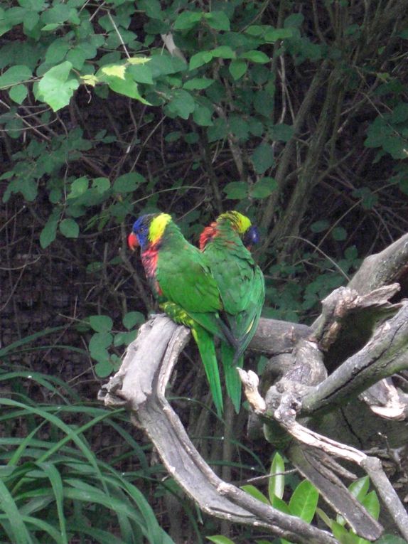 Album - Parc-ornithologique des Dombes