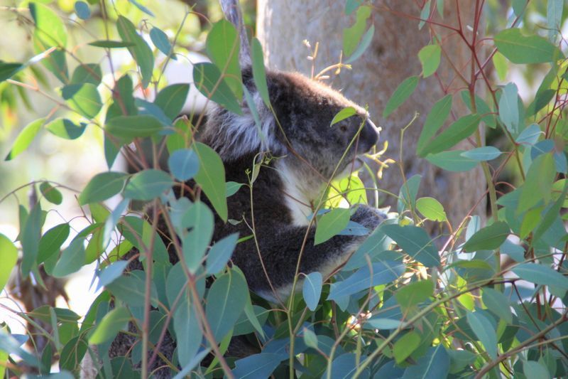 Album - 53 - Yanchep, Nambug &amp; Geraldton