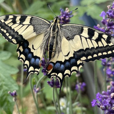 Machaon