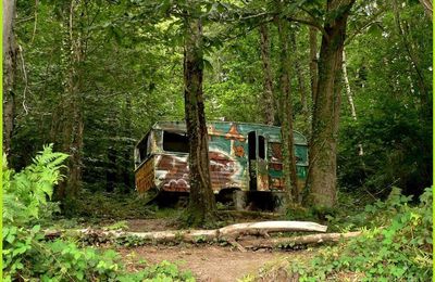 refuge gratuit pour cueilleurs de champignons