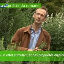 Les propriétés du romarin