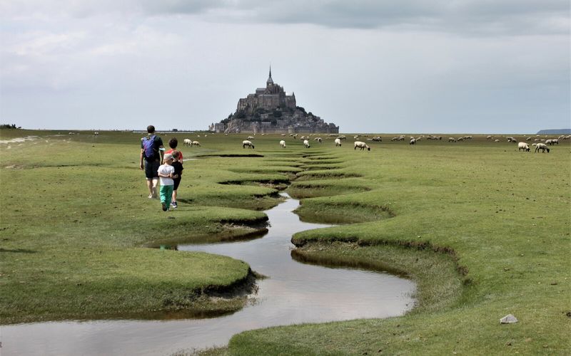 Les prés salés du Mont Saint Michel