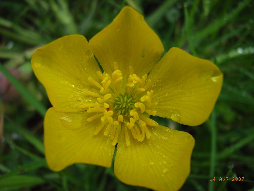 Album - photos-de-fleurs