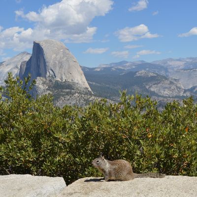 TRAVEL MONTH: J4 ( suite ) Yosemite National Park